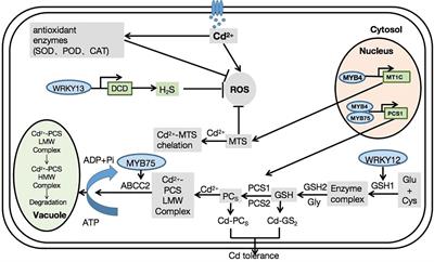 Transcription factors involved in plant responses to cadmium-induced oxidative stress